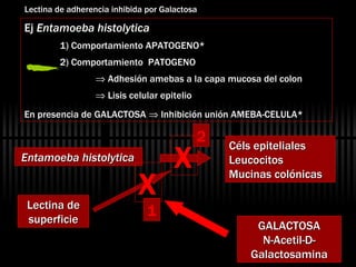 Ej  Entamoeba histolytica 1) Comportamiento APATOGENO* 2) Comportamiento  PATOGENO    Adhesión amebas a la capa mucosa del colon      Lisis celular epitelio  En presencia de GALACTOSA    Inhibición unión AMEBA-CELULA*  Entamoeba histolytica Céls epiteliales Leucocitos Mucinas colónicas Lectina de superficie GALACTOSA N-Acetil-D-Galactosamina X 1 2 X Lectina de adherencia inhibida por Galactosa 