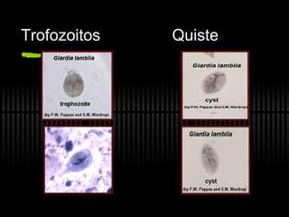Trofozoitos  Quiste 