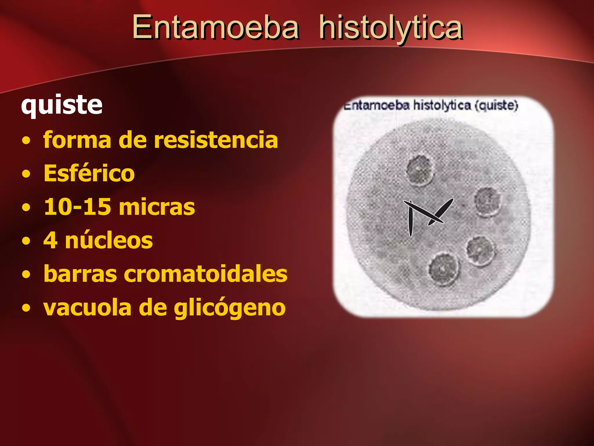 Entamoeba  histolytica quiste  forma de resistencia  Esférico 10-15 micras  4 núcleos barras cromatoidales  vacuola de glicógeno  