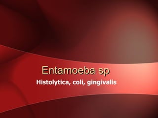 Entamoeba sp   Histolytica, coli, gingivalis 