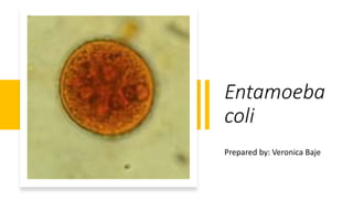 Entamoeba
coli
Prepared by: Veronica Baje
 