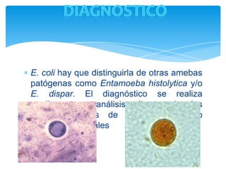  E. coli hay que distinguirla de otras amebas
patógenas como Entamoeba histolytica y/o
E. dispar. El diagnóstico se realiza
mediante un análisis directo de las heces,
métodos de concentración y/o tinciones
especiales
 