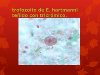 trofozoíto de E. hartmanni 
teñido con tricrómico. 
 