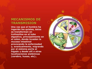 MECANISMOS DE 
TRANSMISION 
Una vez que el hombre ha 
ingerido los quistes, éstos 
se transforman en 
trofozoítos en el tubo 
digestivo, principalmente en 
el colon, donde invaden la 
mucosa intestinal 
provocando la enfermedad 
y, eventualmente, migrando 
por el sistema porta al 
hígado y desde allí a otras 
localizaciones sistémicas 
(cerebro, hueso, etc).. 
 