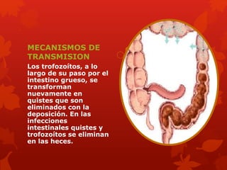 MECANISMOS DE 
TRANSMISION 
Los trofozoítos, a lo 
largo de su paso por el 
intestino grueso, se 
transforman 
nuevamente en 
quistes que son 
eliminados con la 
deposición. En las 
infecciones 
intestinales quistes y 
trofozoítos se eliminan 
en las heces. 
 
