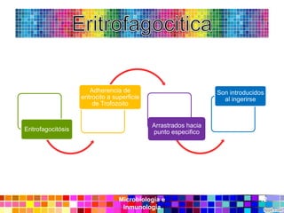 Adherencia de                             Son introducidos
                    eritrocito a superficie                         al ingerirse
                         de Trofozoito


                                              Arrastrados hacia
Eritrofagocitósis                             punto especifico




                                  Microbiología e                               12
                                   Inmunología
 