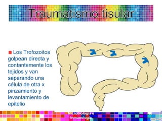 Los Trofozoitos
golpean directa y
contantemente los
tejidos y van
separando una
célula de otra x
pinzamiento y
levantamiento de
epitelio
                     Microbiología e   13
                      Inmunología
 