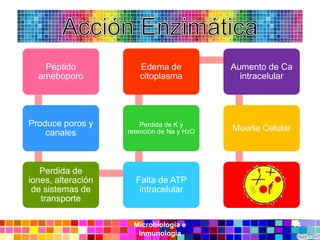 Péptido             Edema de             Aumento de Ca
  ameboporo            citoplasma             intracelular




Produce poros y         Perdida de K y
                    retención de Na y H2O   Muerte Celular
    canales



   Perdida de
iones, alteración     Falta de ATP
 de sistemas de        intracelular
   transporte

                     Microbiología e                         14
                      Inmunología
 