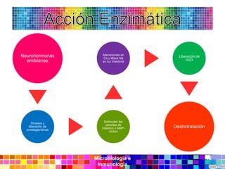 Neurohormonas          Alteraciones en       Liberación de
                       Ca y libera Na
  amibianas            en luz intestinal         H2O




                         Estimulan las
     Síntesis y
                          paredes de
   liberación de
                       intestino x AMP-    Deshidratación
  prostaglandinas
                             cíclico




                    Microbiología e                          15
                     Inmunología
 