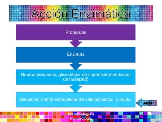 Proteasas



                        Enzimas



Neuroaminidasas, glicosidasa de superficie(membrana
                    de huésped)



Disuelven matriz extracelular de células blanco y tejido.


                        Microbiología e                     16
                         Inmunología
 