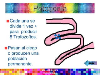 Cada una se
divide 1 vez +
para producir
8 Trofozoítos.

Pasan al ciego
o producen una
población
permanente.
                 Microbiología e   8
                  Inmunología
 