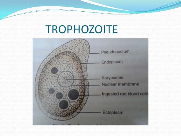 labelled diagram of entamoeba histolytica ppt on entamoeba histolytica intestinal lesions labelled diagram of entamoeba histolytica ppt on entamoeba histolytica intestinal lesions