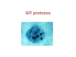 GIT protozoa

 