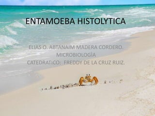 ENTAMOEBA HISTOLYTICA 
ELIAS O. ABTANAIM MADERA CORDERO. 
MICROBIOLOGÌA 
CATEDRATICO: FREDDY DE LA CRUZ RUIZ. 
 