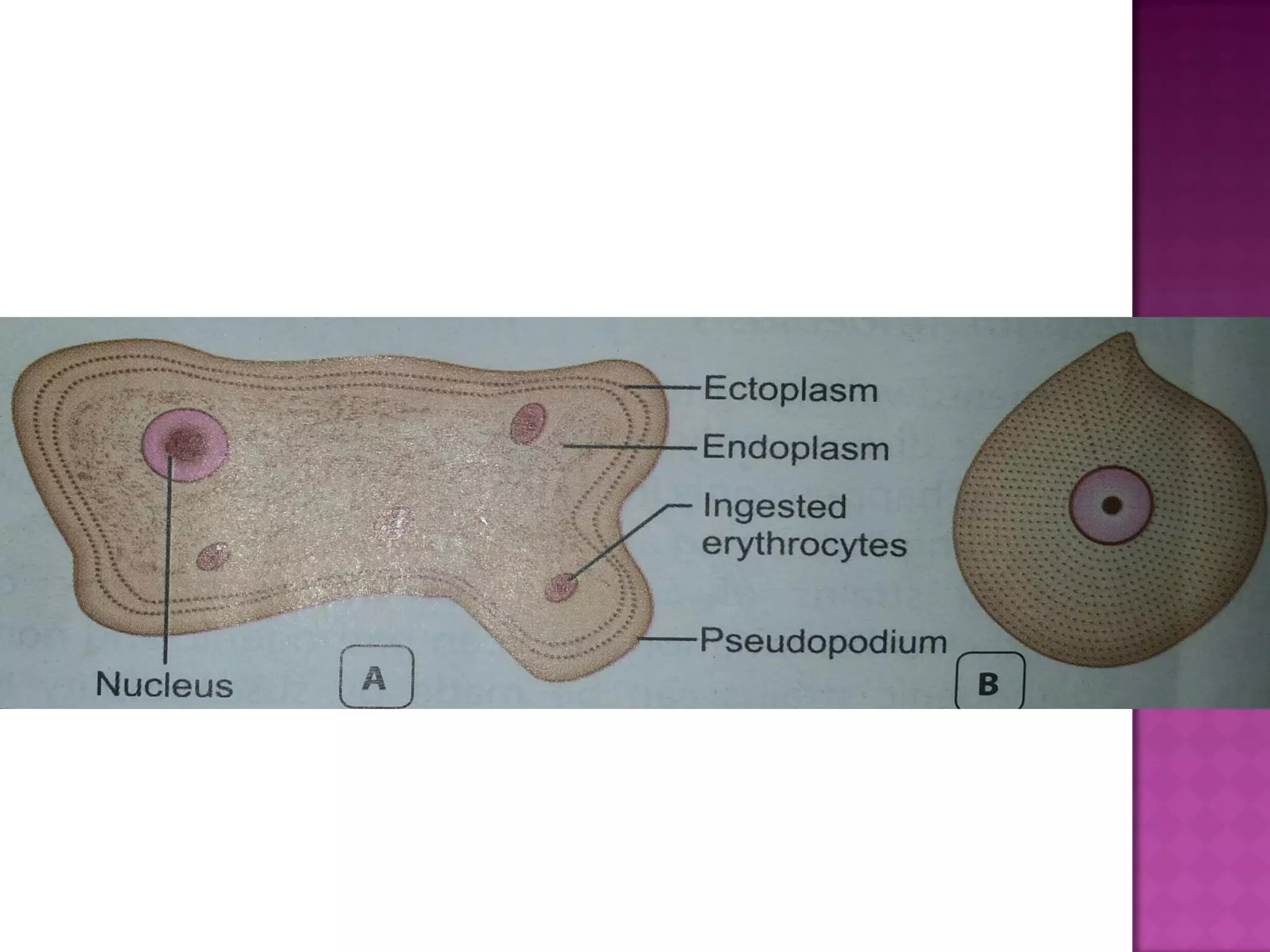 Entamoeba histolytica | PDF