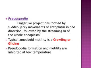 Pseudopodia
Fingerlike projections formed by
sudden jerky movements of ectoplasm in one
direction, followed by the streaming in of
the whole endoplasm
 Typical amoeboid motility is a Crawling or
Gliding
 Pseudopodia formation and motility are
inhibited at low temperature
 