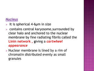 Nucleus
 It is spherical 4-6μm in size
 contains central karyosome,surrounded by
clear halo and anchored to the nuclear
membrane by fine radiating fibrils called the
Linin network , giving a cartwheel
appearance
 Nuclear membrane is lined by a rim of
chromatin distributed evenly as small
granules
 