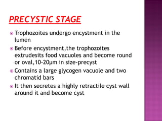  Trophozoites undergo encystment in the
lumen
 Before encystment,the trophozoites
extrudesits food vacuoles and become round
or oval,10-20µm in size-precyst
 Contains a large glycogen vacuole and two
chromatid bars
 It then secretes a highly retractile cyst wall
around it and become cyst
 