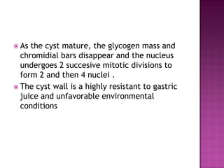  As the cyst mature, the glycogen mass and
chromidial bars disappear and the nucleus
undergoes 2 succesive mitotic divisions to
form 2 and then 4 nuclei .
 The cyst wall is a highly resistant to gastric
juice and unfavorable environmental
conditions
 