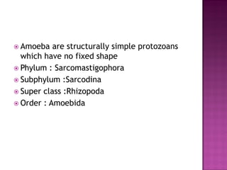  Amoeba are structurally simple protozoans
which have no fixed shape
 Phylum : Sarcomastigophora
 Subphylum :Sarcodina
 Super class :Rhizopoda
 Order : Amoebida
 
