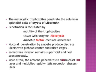  The metacystic trophozoites penetrate the columnar
epithelial cells of crypts of Liberkuhn
 Penetration is facilitated by
motility of the trophozoites
tissue lytic enzyme –histolysin
amoebic lectin -mediate adherence
 Mucosal penetration by amoeba produce discrete
ulcers with pinhead center and raised edges .
 Sometimes invasion remains superficial and heal
spontaneously.
 More often, the amoeba penetrates to submucosal
layer and multiplies rapidly- lytic necrosis- abscess-
ulcer
 