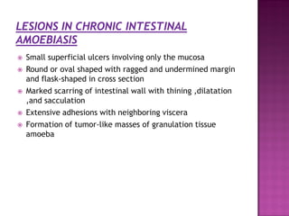  Small superficial ulcers involving only the mucosa
 Round or oval shaped with ragged and undermined margin
and flask-shaped in cross section
 Marked scarring of intestinal wall with thining ,dilatation
,and sacculation
 Extensive adhesions with neighboring viscera
 Formation of tumor-like masses of granulation tissue
amoeba
 