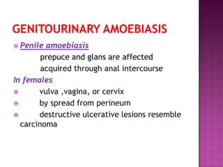  Penile amoebiasis
prepuce and glans are affected
acquired through anal intercourse
In females
 vulva ,vagina, or cervix
 by spread from perineum
 destructive ulcerative lesions resemble
carcinoma
 