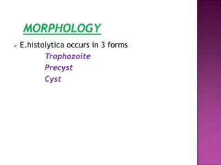  E.histolytica occurs in 3 forms
Trophozoite
Precyst
Cyst
 