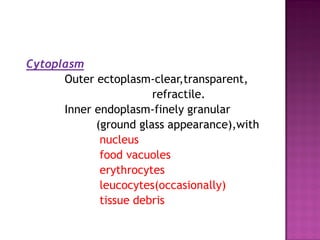 Cytoplasm
Outer ectoplasm-clear,transparent,
refractile.
Inner endoplasm-finely granular
(ground glass appearance),with
nucleus
food vacuoles
erythrocytes
leucocytes(occasionally)
tissue debris
 