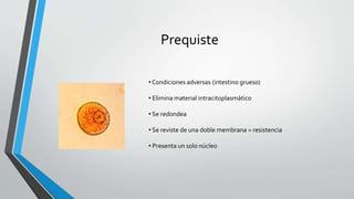 Prequiste
• Condiciones adversas (intestino grueso)
• Elimina material intracitoplasmático
• Se redondea
• Se reviste de una doble membrana = resistencia
• Presenta un solo núcleo
 
