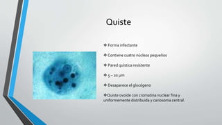 Quiste
 Forma infectante
 Contiene cuatro núcleos pequeños
 Pared quística resistente
 5 – 20 μm
 Desaparece el glucógeno
Quiste ovoide con cromatina nuclear fina y
uniformemente distribuida y cariosoma central.
 