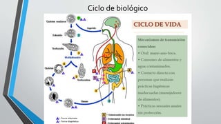 Ciclo de biológico
 
