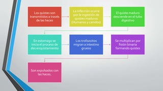 Los quistes son
transmitidos a través
de las heces
La infección ocurre
por la ingestión de
quistes maduros
(Humanos y canidos)
El quiste maduro
desciende en el tubo
digestivo
En estomago se
inicia el proceso de
des enquistamiento
Los trofozoitos
migran a intestino
grueso
Se multiplican por
fisión binaria
formando quistes
Son expulsados con
las haces.
 