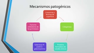 Mecanismos patogénicos
Lisosomas y
lectinas de
superficie
Colagenasa
Proteína
formadora de
canales iónicos
Galactosa-N-
acetil-d-
galactosamina
Factores
inhibidores de
la quimiotaxis
 
