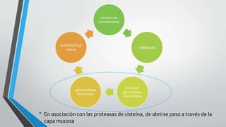 • En asociación con las proteasas de cisteína, de abrirse paso a través de la
capa mucosa
citotoxinas
intracelulares
sialidasas
Enzimas:
glucosidasa,
manosidasa
galactosidasa
fucosidasa
proteofosfogl
ucanos
 