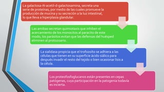 La galactosa-N-acetil-d-galactosamina, secreta una
serie de proteínas, por medio de las cuales promueve la
producción de mucina y su secreción a la luz intestinal,
lo que lleva a hiperplasia glandular.
Las amibas secretan quimiotaxis que inhiben el
acercamiento de los monocitos al paracito de este
modo, los parásitos evitan que las defensas del huésped
eliminen al protozoario.
La sialidasa propicia que el trofozoíto se adhiera a las
células que tienen en su superficie ácido siálico para
después invadir el resto del tejido o bien ocasionar lisis a
la célula.
Los proteofosfoglucanos están presentes en cepas
patógenas, cuya participación en la patogenia todavía
es incierta.
 