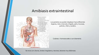 Amibiasis extraintestinal
Los parásitos se pueden desplazar hacia diferentes
órganos, más a menudo a hígado, piel y mucosas,
pulmón, riñón y cerebro.
Cutánea = homosexuales o con disentería.
Se inicia con ulceras, brotes irregulares y necrosis, lesiones muy dolorosas.
 