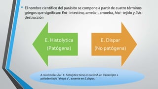 • El nombre científico del parásito se compone a partir de cuatro términos
griegos que significan: Ent- intestino, ameba-, amoeba, hist- tejido y lisis-
destrucción
E. Histolytica
(Patógena)
E. Dispar
(No patógena)
A nivel molecular: E. histolytica tiene en su DNA un transcripto 2
poliadenilado “ehapt 2”, ausente en E.dispar.
 