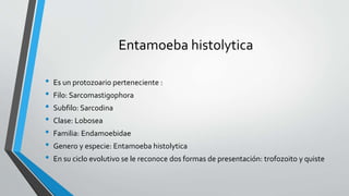 Entamoeba histolytica
• Es un protozoario perteneciente :
• Filo: Sarcomastigophora
• Subfilo: Sarcodina
• Clase: Lobosea
• Familia: Endamoebidae
• Genero y especie: Entamoeba histolytica
• En su ciclo evolutivo se le reconoce dos formas de presentación: trofozoito y quiste
 