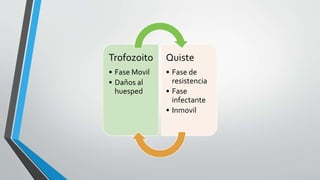 Trofozoito
• Fase Movil
• Daños al
huesped
Quiste
• Fase de
resistencia
• Fase
infectante
• Inmovil
 