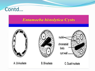 Entamoeba Histolytica Structure