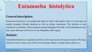 Entamoeba histolytica
General description:
Entamoeba histolytica is an ameba that feeds on cells in the human colon. It is the cause of
amebic dysentery (bloody diarrhea) as well as colonic ulcerations. The infection is also
referred to as amebiasis. If the organisms spread throughout the body via the bloodstream they
may cause abscesses in the liver or, less frequently, other organs.
Habitat:
Entamoeba histolytica is a parasite and lives in the mucous and sub-mucous layers of the large
intestine of man. It may occur in the liver and lungs. Rarely it invades brain, spleen etc.
Noor Zada, M.Sc Zoology, KUST, Kohat
 