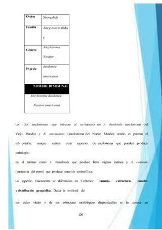 100
Orden Strongylida
Familia Ancylostomatida
e
Género
Ancylostoma
Necator
Especie
duodenale
americanus
NOMBREBINOMINAL
Ancylostoma duodenale
Necator americanus
Los dos ancilostomas que infectan al ser humano son A. duodenale (ancilostoma del
Viejo Mundo) y N. americanus (ancilostoma del Nuevo Mundo) siendo el primero el
más comÚn; aunque existen otras especies de ancilostoma que pueden producir
patologías
en el humano como A. brasilensis que produce larva migrans cutánea y A. caninum
(uncinaria del perro) que produce enteritis eosinofílica.
Las especies Únicamente se diferencian en 3 criterios: tamaño, estructuras bucales
y distribución geográfica. Dada la similitud de
sus ciclos vitales y de sus estructuras morfológicas diagnosticables se las conoce en
 