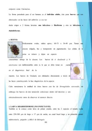 101
conjunto como Uncinarias.
La forma parasitaria para el ser humano es el individuo adulto, éste pone huevos que son
eliminados en las heces del anfitrión y a su vez
darán origen a 2 formas larvarias: una infecciosa o filariforme y otra no infecciosa o
rhabditiforme.
1. HUEVO:
Perfectamente ovales, miden aprox.: 60-75 x 36-40 μm. Tienen una
cáscara delgada, lisa y transparente sin pigmentación. Las células de la
yema se retraen y dejan un espacio
característico debajo de la cáscara. Los huevos de A. duodenale y N.
americanus son indiferenciables entre sí, lo que se debe tomar en cuenta
en el diagnóstico final de la
muestra. Los huevos de Uncinaria son eliminados directamente a través de
las heces constituyendo la fase diagnóstica de la especie.
Cabe mencionarse la similitud de éstos huevos con los de Strongyloides stercoralis, sin
embargo los huevos de éste nematodo eclosionan dentro del intestino y son
extremadamente raros de observar al examen directo.
2. LARVA RHABDITIFORME (NO INFECTANTE)
También se la conoce como larva de primer estadio, entre las 2 especies el tamaño oscila
entre 250-300 μm de largo x 17 μm de ancho, un canal bucal largo y un primordio genital
rudimentario, pequeño y difícil de distinguir.
 