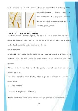 102
Se la encuentra en el suelo hÚmedo donde vive alimentándose de bacterias y detritus.
Son morfológicamente similares con las
larvas rhabditiformes de Strongyloides stercoralis
pero en ésta especie el canal bucal es corto y el
primordio genital, grande.
3. LARVA FILARIFORME (INFECTANTE)
Es la forma infectante de ambas especies, también se la conoce como larva de tercer
estadio, es sumamente móvil; mide de 500-700 μm x 25 μm de ancho; no se observa
cavidad bucal, la relación esófago-intestino es 1:4 y su
cola es puntiforme.
La diferencia entre ambas especies radica en una vaina que recubre a la larva: en A.
duodenale posee una vaina carece de estrías visibles, en N. americanus estas están
presentes.
Difieren con las formas filariformes de Strongyloides stercoralis en la relación esófago
intestino que es de 1:2.
Estas larvas son viables durante 15 días, debido a que no se alimentan por ausencia de
cavidad bucal.
PARÁSITO ADULTO
Los adultos de Ancylostoma duodenale y
Necator americanus poseen ciertas características que permiten su diferenciación:
 