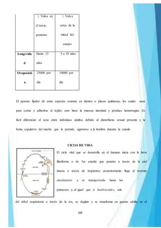 104
♀ Vulva en
el tercio
posterior
♀ Vulva
cerca de la
mitad del
cuerpo
Longevida
d
Hasta 15
años
5 a 10 años
Ovoposició
n
25000 por
día
10000 por
día
El aparato fijador de estas especies consiste en dientes o placas quitinosas, los cuales usan
para cortar y adherirse al tejido; esto hiere la mucosa intestinal y produce hemorragias. Es
fácil diferenciar el sexo entre individuos adultos debido al dimorfismo sexual presente y la
bolsa copulatriz del macho que le permite agarrarse a la hembra durante la cópula.
CICLO DE VIDA
El ciclo vital que se desarrolla en el humano inicia con la larva
filariforme o de 3er estadio que penetra a través de la piel
intacta a través de tropismos; posteriormente llega al torrente
circulatorio y es transportada hasta los
pulmones y, al igual que A. lumbricoides, sale
del árbol respiratorio a través de la tos, se deglute y se transforma en gusano adulto en el
 