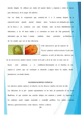 105
intestino delgado. Se adhieren por medio del aparato fijador y empiezan a dañar la mucosa
para alimentarse de la sangre del anfitrión.
Una vez dada la ovoposición que comienza de 4 a 8 semanas después de la
exposición inicial (puede persistir durante años), los huevos son eliminados por medio
de las heces y en contacto con suelo hÚmedo salen las larvas rhabditiformes (no
infectantes), a las 48 horas mudan y se convierten en larvas de 2da generación (no
infectantes) que en hasta 1 semana mudarán hasta convertirse en filariformes o
de 3er estadio que son la fase infectante.
Cabe mencionarse que las especies de
Necator penetran exclusivamente la piel para
completar su ciclo de infección, mientras que
las de Ancylostoma pueden hacerlo a través de la piel y de la vía oral, en cuyo caso no
hacen ciclo pulmonar y se establecen directamente en el intestino; en esta
especie es comÚn que no concluyan su desarrollo y migren hacia los tejidos, donde
permanecen en estado latente.
MANIFESTACIONES CLÍNICAS
Los síntomas pueden aparecer en relación con los diversos estadios del ciclo de vida.
Las infecciones de la piel pueden experimentarse en los sitios de penetración de las larvas
filariformes, lo que ocasiona una reacción alérgica con exantema y prurito. La migración a
los pulmones puede originar neumonitis y eosinofilia periférica. Los adultos ocasionan
síntomas gastrointestinales, como náuseas, vómitos y diarrea.
 