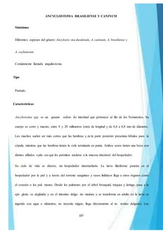 107
ANCYCLOSTOMA BRASILIENSE Y CANINUM
Sinónimos
Diferentes especies del género: Ancylosto- ma duodenale, A.caninum, A. brasiliense y
A. ceylanicum.
Comúnmente llamada anquilostoma.
Tipo
Parásito.
Características
Ancylostoma spp. es un gusano redon- do intestinal que pertenece al filo de los Nematodos. Su
cuerpo es corto y macizo, entre 8 y 20 milímetros (mm) de longitud y de 0,4 a 0,8 mm de diámetro.
Los machos suelen ser más cortos que las hembras y en la parte posterior presentan lóbulos para la
cópula, mientras que las hembras tienen la cola terminada en punta. Ambos sexos tienen una boca con
dientes afilados opla- cas que les permiten anclarse a la mucosa intestinal del hospedador.
Su ciclo de vida es directo, sin hospedador intermediario. La larva filariforme penetra en el
hospedador por la piel y a través del torrente sanguíneo y vasos linfáticos llega a otros órganos como
el corazón o los pul- mones. Desde los pulmones por el árbol bronquial, tráquea y laringe, pasa a la
epi- glotis, es deglutida y en el intestino delga- do madura y se transforma en adulto (si la larva es
ingerida con agua o alimentos, no necesita migrar, llega directamente al in- testino delgado). Los
 