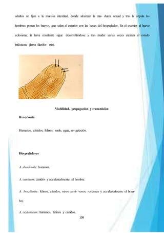 108
adultos se fijan a la mucosa intestinal, donde alcanzan la ma- durez sexual y tras la cópula las
hembras ponen los huevos, que salen al exterior con las heces del hospedador. En el exterior el huevo
eclosiona, la larva resultante sigue desarrollándose y tras mudar varias veces alcanza el estado
infectante (larva filarifor- me).
Viabilidad, propagación y transmisión
Reservorio
Humanos, cánidos, felinos, suelo, agua, ve- getación.
Hospedadores
A. duodenale: humanos.
A. caninum: cánidos y accidentalmente el hombre.
A. braziliense: felinos, cánidos, otros carní- voros, roedores y accidentalmente el hom-
bre.
A. ceylanicum: humanos, felinos y cánidos.
 