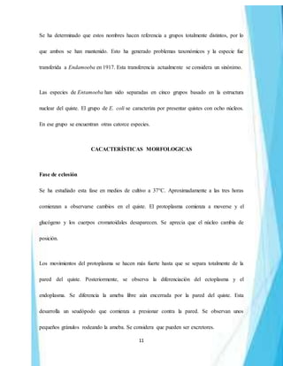 11
Se ha determinado que estos nombres hacen referencia a grupos totalmente distintos, por lo
que ambos se han mantenido. Esto ha generado problemas taxonómicos y la especie fue
transferida a Endamoeba en 1917. Esta transferencia actualmente se considera un sinónimo.
Las especies de Entamoeba han sido separadas en cinco grupos basado en la estructura
nuclear del quiste. El grupo de E. coli se caracteriza por presentar quistes con ocho núcleos.
En ese grupo se encuentran otras catorce especies.
CACACTERÍSTICAS MORFOLOGICAS
Fase de eclosión
Se ha estudiado esta fase en medios de cultivo a 37°C. Aproximadamente a las tres horas
comienzan a observarse cambios en el quiste. El protoplasma comienza a moverse y el
glucógeno y los cuerpos cromatoidales desaparecen. Se aprecia que el núcleo cambia de
posición.
Los movimientos del protoplasma se hacen más fuerte hasta que se separa totalmente de la
pared del quiste. Posteriormente, se observa la diferenciación del ectoplasma y el
endoplasma. Se diferencia la ameba libre aún encerrada por la pared del quiste. Esta
desarrolla un seudópodo que comienza a presionar contra la pared. Se observan unos
pequeños gránulos rodeando la ameba. Se considera que pueden ser excretores.
 